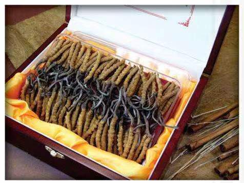 南区街道冬虫夏草回收